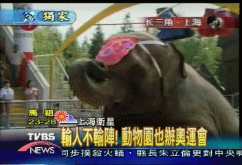 〈獨家〉輸人不輪陣！　動物園也辦奧運會