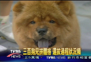狗兒爭霸　誰的體態最健美？
