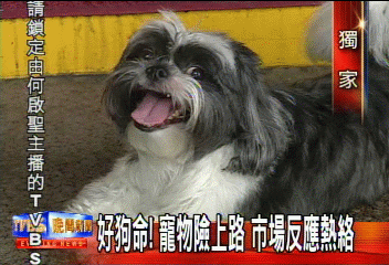 好狗命！寵物險上路　市場反應熱絡