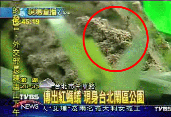 紅火蟻攻進台北城！北市專案危機處理