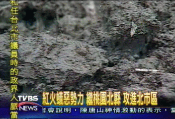苗圃配送跟著搬？紅火蟻攻入台北城