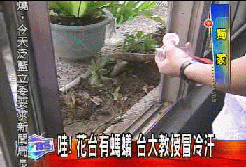 〈獨家〉台大有火蟻？　師生冒冷汗　虛驚一場