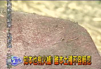 知本也有火蟻! 雖本土種不容輕忽