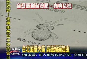 台北困擾火蟻 高雄頭痛恙蟲