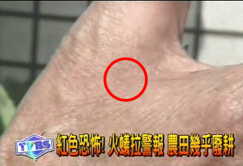 熱賣！民眾狂買滅蟻藥　銷量多二倍