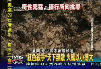 「紅色殺手」天下無敵 火蟻殺向國際