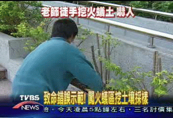 紅火蟻入侵 老師學生闖入封鎖線