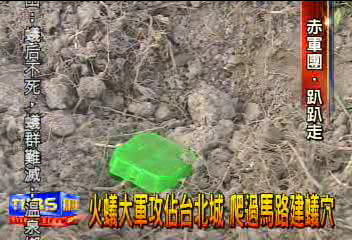 紅火蟻入侵首都！　第二天新穴多出十處