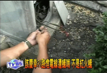 該慶幸? 路燈電線遭蟻啃 不是紅火蟻