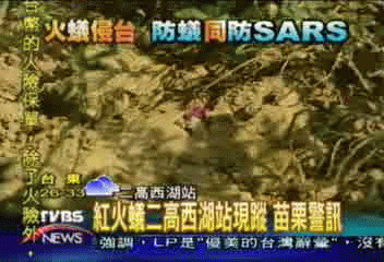 火蟻南遷? 二高西湖休息站拉警報