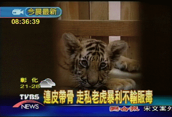 連皮帶骨　走私老虎暴利不輸販毒