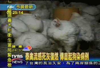 泰禽流感死灰復燃　傳首起狗染病例