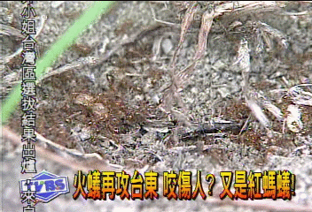 火蟻再攻台東　咬傷人？又是紅螞蟻！