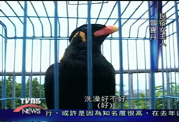 講什麼鳥話!聰明九官精通四語言