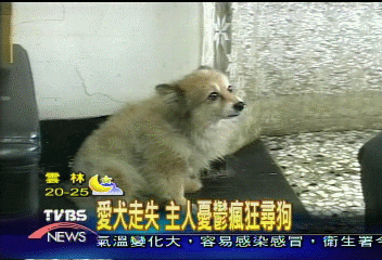愛犬走失 主人憂鬱瘋狂尋狗