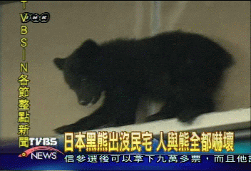 日本黑熊出沒民宅 人與熊全都嚇壞