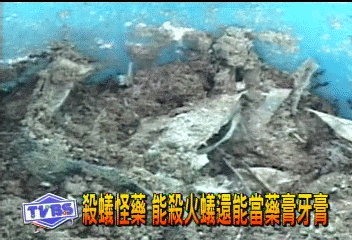 殺蟻怪藥 能殺火蟻還能當藥膏牙膏