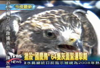 獵殺「國慶鳥」 64隻灰面鷲遭擊斃