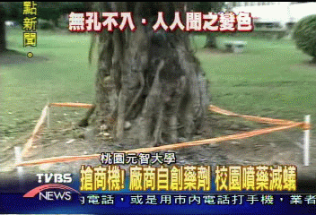 紅色警戒！元智大學校園　紅火蟻現蹤