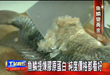 魚鱗提煉膠原蛋白 純度價格都看好