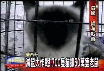 滅鼠大作戰! 700隻貓抓50萬隻老鼠