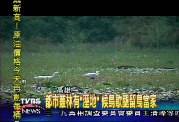 【港都新生活】都市叢林有「溼地」 候鳥歇腿留鳥當家