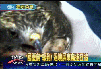「國慶鳥」報到! 過境屏東鳥迷狂追