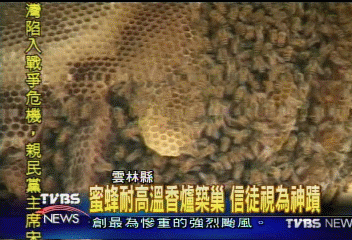 蜜蜂耐高溫香爐築巢　信徒視為神蹟