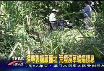 探尋製糖廠舊址　荒煙漫草蝙蝠棲息