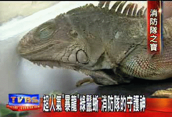 超人氣「暴龍」綠鬣蜥 消防隊的守護神