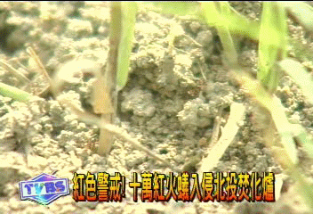 紅色警戒！　10萬紅火蟻入侵北投焚化爐