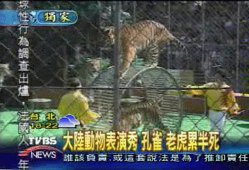 〈獨家〉大陸動物表演秀　孔雀、老虎累半死