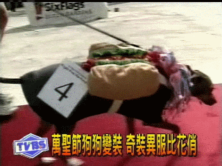 萬聖節狗狗變裝 奇裝異服比花俏