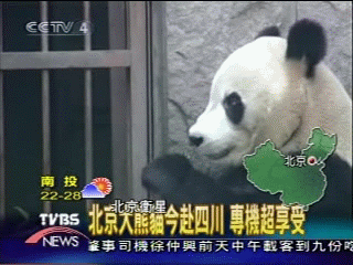 北京大熊貓今赴四川　專機超享受