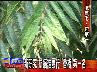 新研究　抗癌誰最行　「香椿」第一名
