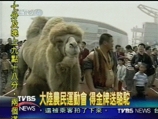 大陸農民運動會　得金牌送駱駝
