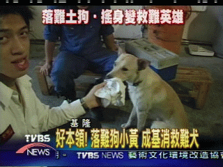 好本領!落難狗小黃 成基消救難犬