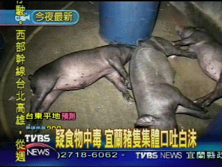 疑食物中毒　宜蘭豬隻集體口吐白沫