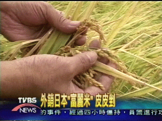 納坦吹壞益泉香米 41公頃倒伏