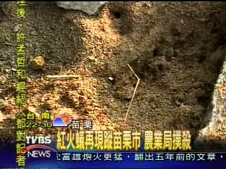 紅火蟻再現蹤苗栗市 農業局撲殺