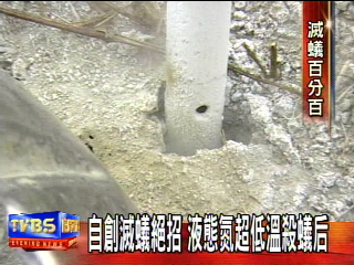 自創滅蟻絕招 液態氮超低溫殺蟻后