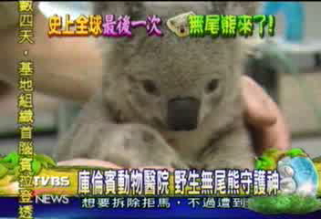 庫倫賓動物醫院　野生無尾熊守護神