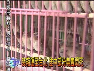 放生?斂財? 獵捕野鳥畫面曝光