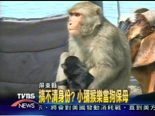 搞不清身份?獼猴樂當狗褓姆