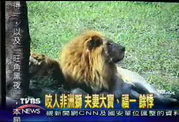 非洲獅夫妻大寶、福一 遭驚嚇
