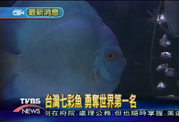台灣七彩魚 勇奪世界第一名