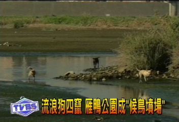 流浪狗四竄 雁鴨公園成「候鳥墳場」