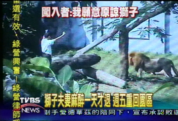 獅子驚魂未定　躁症男子：我原諒獅子！