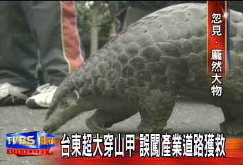 台東超大穿山甲 誤闖產業道路獲救