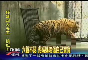 〈獨家〉六親不認 虎媽媽咬傷自己寶寶
